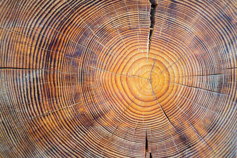 Tree stump rings